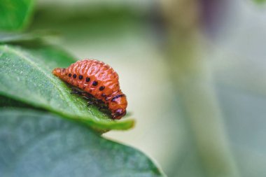 Colorado Patates Böceği (Leptinotarsa decemlineata). Yakından Colorado patates böceği ve larvaları patatesin yeşil yaprakları üzerinde büyük bir haşere türüdür..