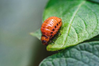 Colorado Patates Böceği (Leptinotarsa decemlineata). Yakından Colorado patates böceği ve larvaları patatesin yeşil yaprakları üzerinde büyük bir haşere türüdür..