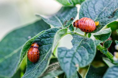 Colorado Patates Böceği (Leptinotarsa decemlineata). Yakından Colorado patates böceği ve larvaları patatesin yeşil yaprakları üzerinde büyük bir haşere türüdür..