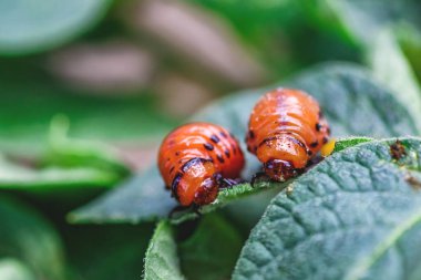Colorado Patates Böceği (Leptinotarsa decemlineata). Yakından Colorado patates böceği ve larvaları patatesin yeşil yaprakları üzerinde büyük bir haşere türüdür..