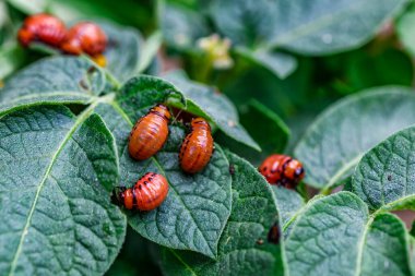 Colorado Patates Böceği (Leptinotarsa decemlineata). Yakından Colorado patates böceği ve larvaları patatesin yeşil yaprakları üzerinde büyük bir haşere türüdür..