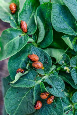 Colorado Patates Böceği (Leptinotarsa decemlineata). Yakından Colorado patates böceği ve larvaları patatesin yeşil yaprakları üzerinde büyük bir haşere türüdür..