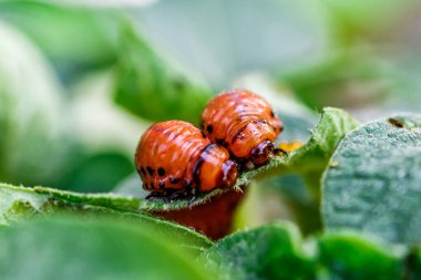 Colorado Patates Böceği (Leptinotarsa decemlineata). Yakından Colorado patates böceği ve larvaları patatesin yeşil yaprakları üzerinde büyük bir haşere türüdür..