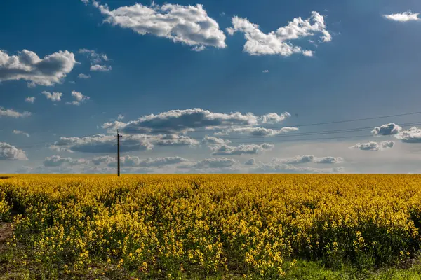 Açan kolza tohumu (Brassica napus). Sarı tarla ve mavi gökyüzü bulutlu. Kolza tohumlu tarla. Yağ tohumu, kanola, kola. Çiçek açan sarı kanola çiçeği çayırları..