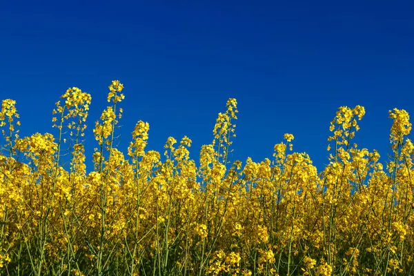 Açan kolza tohumu (Brassica napus). Sarı tarla ve mavi gökyüzü bulutlu. Kolza tohumlu tarla. Yağ tohumu, kanola, kola. Çiçek açan sarı kanola çiçeği çayırları..