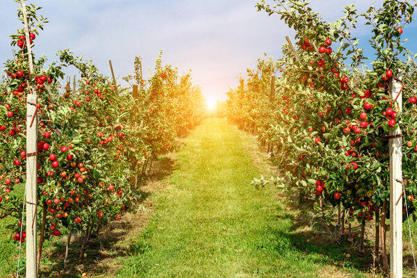 Яблочный сад с красными спелыми яблоками на ветвях. Два ряда яблонь, полных фруктов видели под голубым небом почти готовы к сбору.