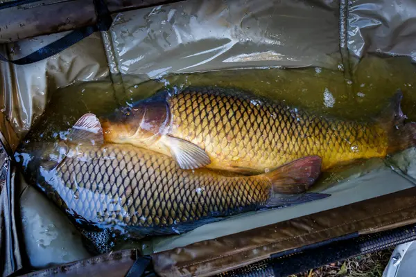 stock image Carpfishing session at the Lake.Carp Angling.Live carp in a swing caught by sunrise.Big common carp on the unhooking mat.Fishing adventures.Fish trophy