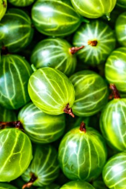 Yeşil Organik Böğürtlenler. Bektaşi üzümü yakından. Gooseberries 'in geçmişi. Hasat konsepti. Vejetaryen yemekleri. Manzara harika.,