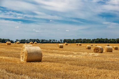Sarı Round Straw Bale arka planına yakın çekim. Mavi gökyüzü olan arazi manzarası. Buğday tarlasından hasat üstüne hasat. Saman balyaları. Haystack çiftliği.