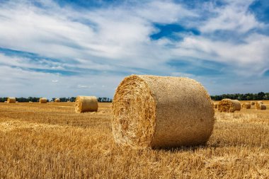 Sarı Round Straw Bale arka planına yakın çekim. Mavi gökyüzü olan arazi manzarası. Buğday tarlasından hasat üstüne hasat. Saman balyaları. Haystack çiftliği.