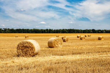 Sarı Round Straw Bale arka planına yakın çekim. Mavi gökyüzü olan arazi manzarası. Buğday tarlasından hasat üstüne hasat. Saman balyaları. Haystack çiftliği.