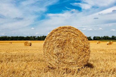 Sarı Round Straw Bale arka planına yakın çekim. Mavi gökyüzü olan arazi manzarası. Buğday tarlasından hasat üstüne hasat. Saman balyaları. Haystack çiftliği.