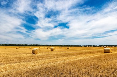 Sarı Round Straw Bale arka planına yakın çekim. Mavi gökyüzü olan arazi manzarası. Buğday tarlasından hasat üstüne hasat. Saman balyaları. Haystack çiftliği.