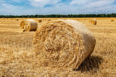 Sarı Round Straw Bale arka planına yakın çekim. Mavi gökyüzü olan arazi manzarası. Buğday tarlasından hasat üstüne hasat. Saman balyaları. Haystack çiftliği.