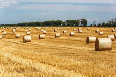 Sarı Round Straw Bale arka planına yakın çekim. Mavi gökyüzü olan arazi manzarası. Buğday tarlasından hasat üstüne hasat. Saman balyaları. Haystack çiftliği.