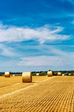 Sarı Round Straw Bale arka planına yakın çekim. Mavi gökyüzü olan arazi manzarası. Buğday tarlasından hasat üstüne hasat. Saman balyaları. Haystack çiftliği.