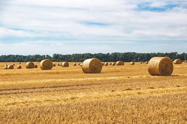 Sarı Round Straw Bale arka planına yakın çekim. Mavi gökyüzü olan arazi manzarası. Buğday tarlasından hasat üstüne hasat. Saman balyaları. Haystack çiftliği.