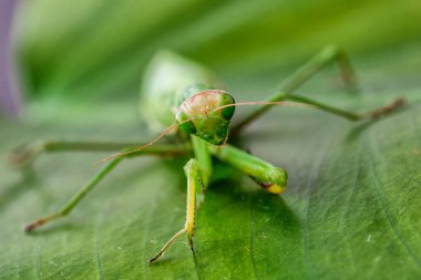 Dişi Avrupa Mantid (Mantid Reliosa) doğası gereği. Ağaçtaki bir bitki üzerinde yeşil egzotik peygamber devesi. Vahşi foto.