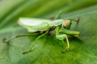 Dişi Avrupa Mantid (Mantid Reliosa) doğası gereği. Ağaçtaki bir bitki üzerinde yeşil egzotik peygamber devesi. Vahşi foto.