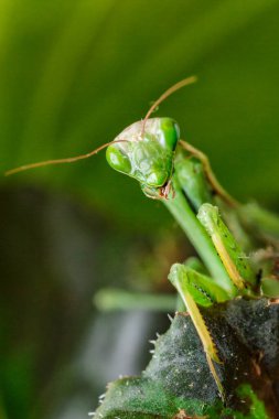 Dişi Avrupa Mantid (Mantid Reliosa) doğası gereği. Ağaçtaki bir bitki üzerinde yeşil egzotik peygamber devesi. Vahşi foto.