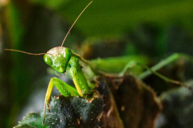 Dişi Avrupa Mantid (Mantid Reliosa) doğası gereği. Ağaçtaki bir bitki üzerinde yeşil egzotik peygamber devesi. Vahşi foto.