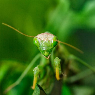 Dişi Avrupa Mantid (Mantid Reliosa) doğası gereği. Ağaçtaki bir bitki üzerinde yeşil egzotik peygamber devesi. Vahşi foto.