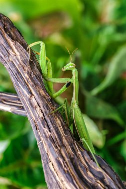 Dişi Avrupa Mantid (Mantid Reliosa) doğası gereği. Ağaçtaki bir bitki üzerinde yeşil egzotik peygamber devesi. Vahşi foto.