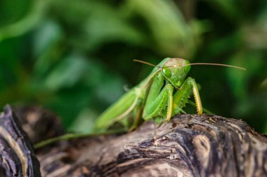 Dişi Avrupa Mantid (Mantid Reliosa) doğası gereği. Ağaçtaki bir bitki üzerinde yeşil egzotik peygamber devesi. Vahşi foto.