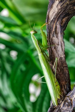 Dişi Avrupa Mantid (Mantid Reliosa) doğası gereği. Ağaçtaki bir bitki üzerinde yeşil egzotik peygamber devesi. Vahşi foto.