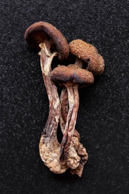Mikrodoz konsepti. Kurumuş psilosibin mantarları Altın Öğretmen. Psikedelik Psilosibe Cubensis mantarları. Tıbbi kullanım. Mikrodoz..