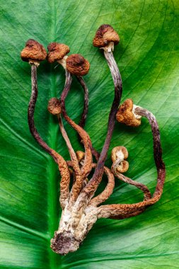 Mikrodoz konsepti. Kurumuş psilosibin mantarları Altın Öğretmen. Psikedelik Psilosibe Cubensis mantarları. Tıbbi kullanım. Mikrodoz..