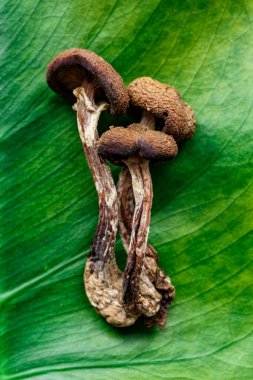 Mikrodoz konsepti. Kurumuş psilosibin mantarları Altın Öğretmen. Psikedelik Psilosibe Cubensis mantarları. Tıbbi kullanım. Mikrodoz..