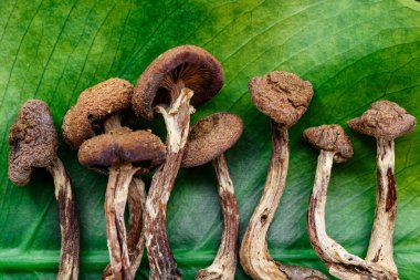 Mikrodoz konsepti. Kurumuş psilosibin mantarları Altın Öğretmen. Psikedelik Psilosibe Cubensis mantarları. Tıbbi kullanım. Mikrodoz..