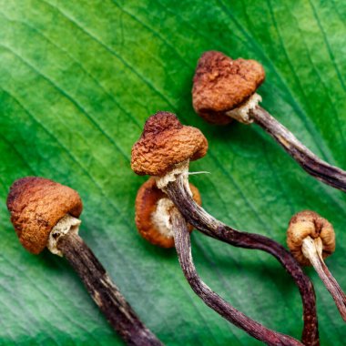 Mikrodoz konsepti. Kurumuş psilosibin mantarları Altın Öğretmen. Psikedelik Psilosibe Cubensis mantarları. Tıbbi kullanım. Mikrodoz..