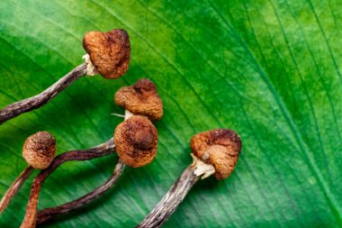 Mikrodoz konsepti. Kurumuş psilosibin mantarları Altın Öğretmen. Psikedelik Psilosibe Cubensis mantarları. Tıbbi kullanım. Mikrodoz..