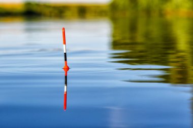 Balıklar su yüzeyinde daireler çizerek yüzerler. Balık avlama, sazan balığı avlama. Mavi gökyüzü suya yansır. Balıklar ısırıyor.