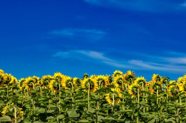 Gökyüzüne karşı sarı ayçiçekleri olan tarım tarlası. Ayçiçeği tarlası. Altın gün batımı. Ayçiçeği yakın çekim. Grarian endüstrisi. çiçek resmi