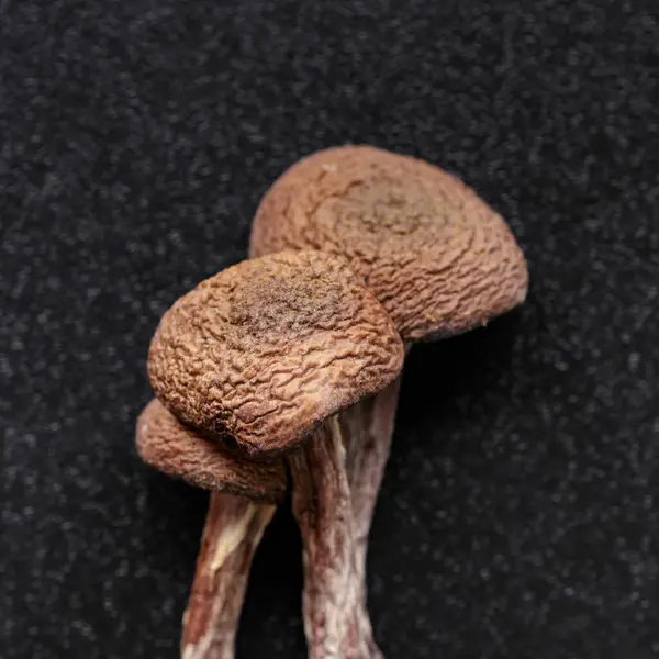 stock image Microdosing concept.Dried psilocybin mushrooms Golden Teacher.Psychedelic Psilocybe Cubensis mushrooms. Medical use.Microdosing.