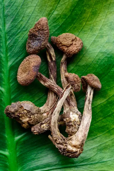 stock image Microdosing concept.Dried psilocybin mushrooms Golden Teacher.Psychedelic Psilocybe Cubensis mushrooms. Medical use.Microdosing.