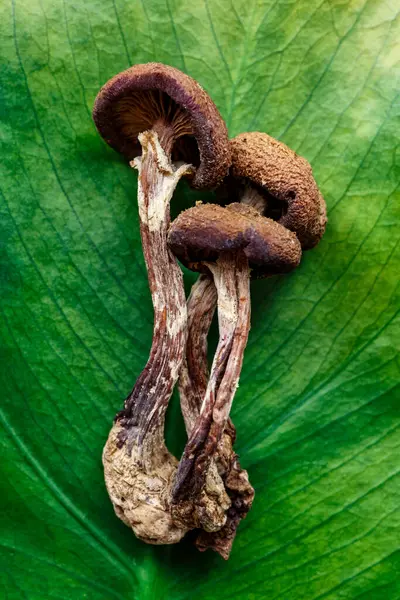 Mikrodoz konsepti. Kurumuş psilosibin mantarları Altın Öğretmen. Psikedelik Psilosibe Cubensis mantarları. Tıbbi kullanım. Mikrodoz..