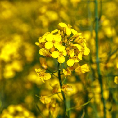 Yakından bakınız. Çiçek açan kolza tohumu (Brassica napus). Yağ tohumu, kanola, colza. Çiçek açan sarı kanola çiçeği. Makro fotoğraf..