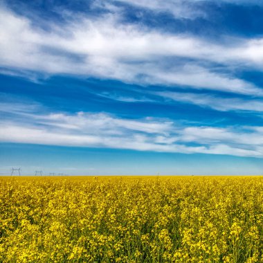 Açan kolza tohumu (Brassica napus). Sarı tarla ve mavi gökyüzü bulutlu. Kolza tohumlu tarla. Yağ tohumu, kanola, kola. Çiçek açan sarı kanola çiçeği çayırları..