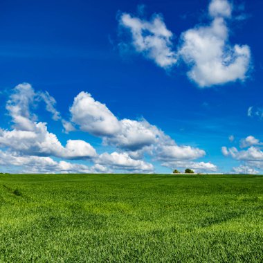 Mavi gökyüzü ve yeşil otlarla kaplı arazi. Yaz mevsiminde mısır gevreği yetiştirilen tarım arazisi..