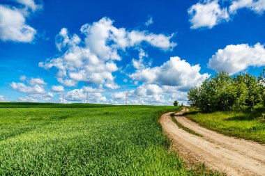 Mavi gökyüzü ve yeşil otlarla kaplı arazi. Yaz mevsiminde mısır gevreği yetiştirilen tarım arazisi..