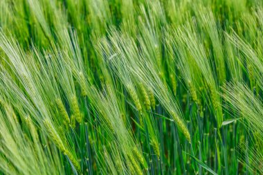 Mavi gökyüzü ve yeşil otlarla kaplı arazi. Yaz mevsiminde mısır gevreği yetiştirilen tarım arazisi..