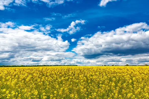 Açan kolza tohumu (Brassica napus). Sarı tarla ve mavi gökyüzü bulutlu. Kolza tohumlu tarla. Yağ tohumu, kanola, kola. Çiçek açan sarı kanola çiçeği çayırları..