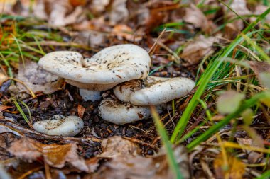 Mantarları sonbahar ormanlarında yaprakları olan bir grup mantar. Mantar gerçek bir mantardır (Latince Lactarius resimus). Vahşi ormanda mantar avı için kullanılan bir bıçak. Temel mantar mantarı. Mikrodoz..