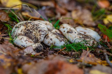 Mantarları sonbahar ormanlarında yaprakları olan bir grup mantar. Mantar gerçek bir mantardır (Latince Lactarius resimus). Vahşi ormanda mantar avı için kullanılan bir bıçak. Temel mantar mantarı. Mikrodoz..