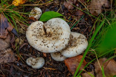 Group fungus in autumn forest with leaves.The mushroom is a real mushroom (Latin Lactarius resimus).Knife for the mushroom hunting in the wild forest.Basidiomycetous fungi.Microdosing. clipart