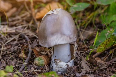 Amanita vajinası. Fotoğraf ormanın arka planında çekildi. Ormanda yetişen doğal mantar. Ormanda geçen bir sonbahar zamanı..